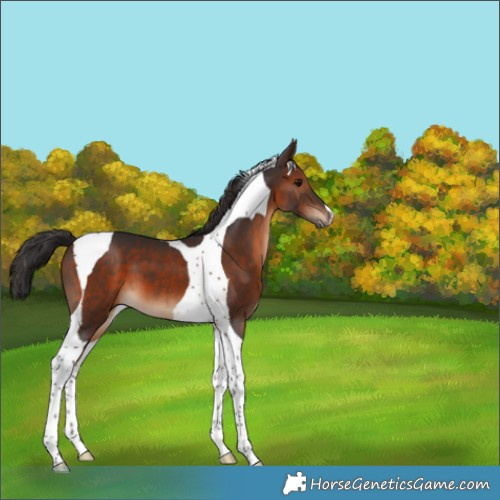 Horse Color:Brown Tobiano 