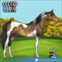 Horse Color:Buckskin Tobiano 