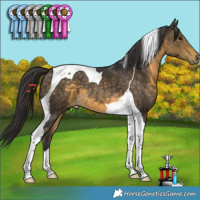 Horse Color:Buckskin Tobiano