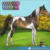 Horse Color:Buckskin Tobiano 