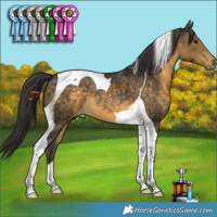 Horse Color:Buckskin Tobiano