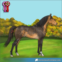 Horse Color:Buckskin 