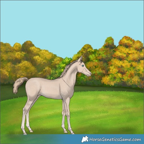 Horse Color:Smoky Creme Rabicano 