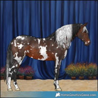 Horse Color:White Spotted Brown 