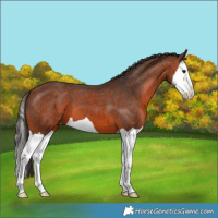 Horse Color:Bay Splash Appaloosa