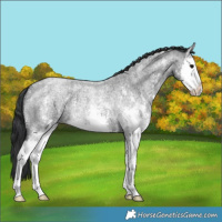 Horse Color:Blue Roan Sabino Splash