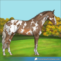 Horse Color:White Spotted Chocolate Palomino Appaloosa 