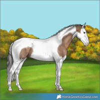 Horse Color:Liver Red Dun Splash Tobiano Rabicano 
