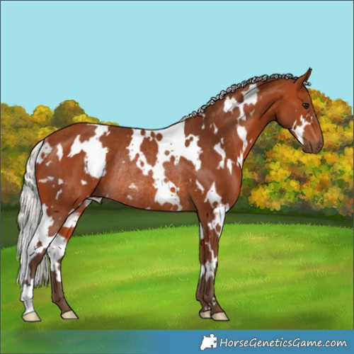 Horse Color:White Spotted Silver Bay Rabicano