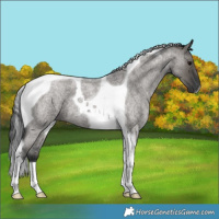Horse Color:Grullo Roan Tobiano