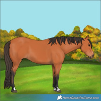 Horse Color:Bay 