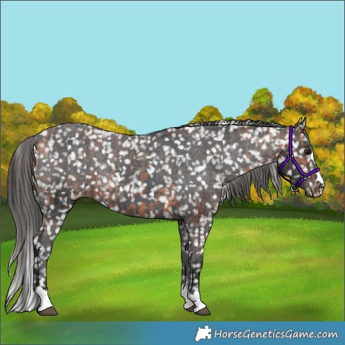 Horse Color:Bay Appaloosa Rabicano  and Black Appaloosa Rabicano 