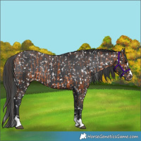 Horse Color:Bay Appaloosa Rabicano  and Black Appaloosa Rabicano 
