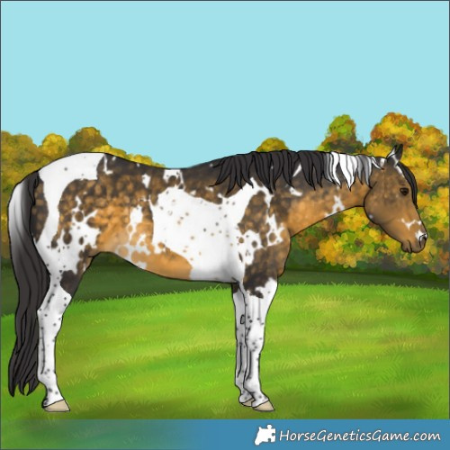 Horse Color:White Spotted Buckskin Tobiano 