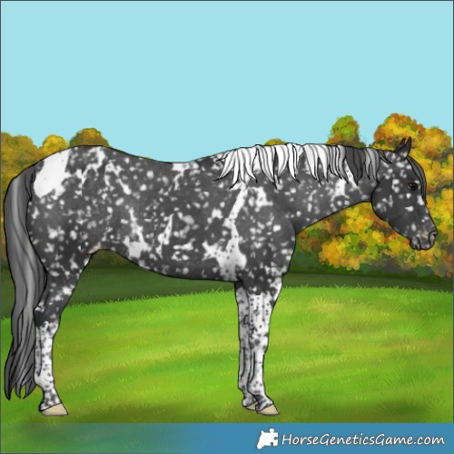 Horse Color:White Spotted Black Tobiano Appaloosa Rabicano 