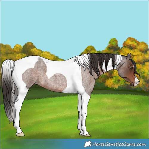 Horse Color:Liver Red Roan Tobiano 