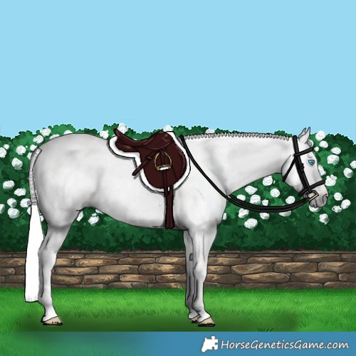 Horse Color:Gray Palomino Pearl 