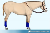 Horse Color:Red Dun Splash 