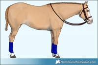 Horse Color:Red Dun Splash 