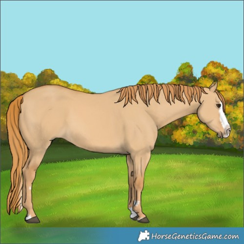Horse Color:Red Dun Splash 