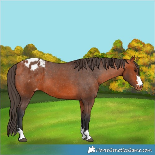 Horse Color:Bay Appaloosa 