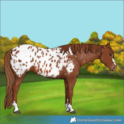 Horse Color:Chestnut Appaloosa