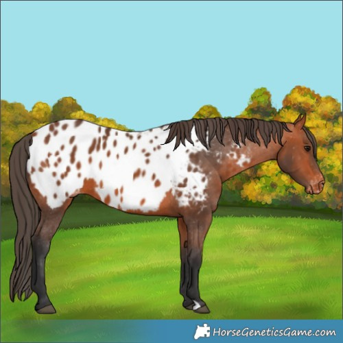 Horse Color:Bay Appaloosa