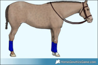 Horse Color:Classic Champagne 