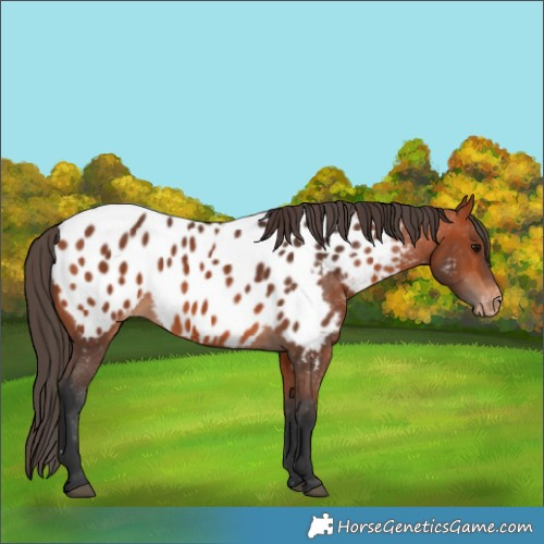 Horse Color:Bay Appaloosa