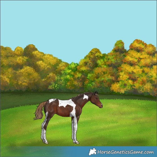 Horse Color:Liver Chestnut Tobiano 