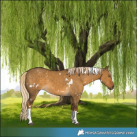 Horse Color:White Spotted Chocolate Palomino Dun Tobiano 