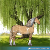 Horse Color:White Spotted Chocolate Palomino Dun Tobiano 