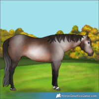 Horse Color:Gray Bay 