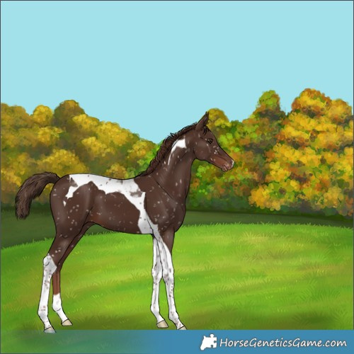 Horse Color:Liver Chestnut Tobiano Appaloosa 