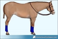 Horse Color:Red Dun Splash 