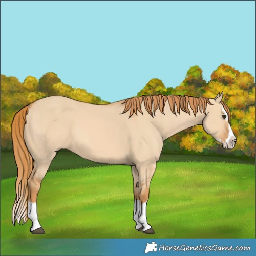 Horse Color:Red Dun Splash