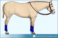 Horse Color:Red Dun Splash 