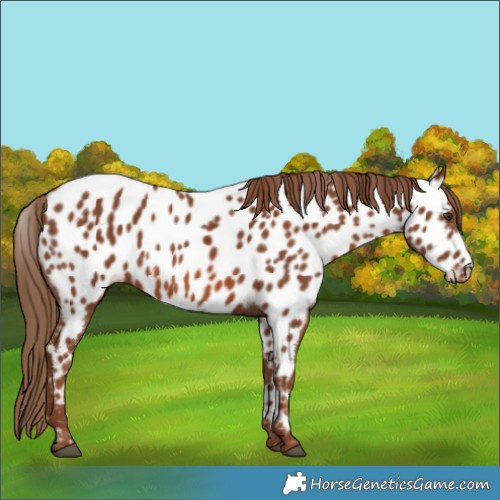 Horse Color:Chestnut Appaloosa 