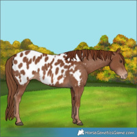 Horse Color:Chestnut Appaloosa