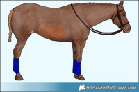 Horse Color:Chestnut Varnish 