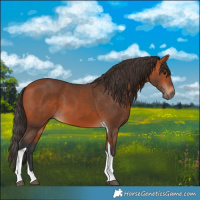 Horse Color:Bay Tobiano 