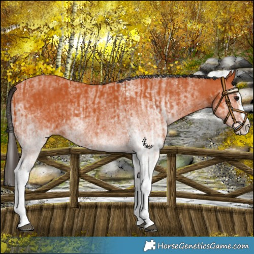 Horse Color:White Spotted Bay Splash  and White Spotted Bay Splash 