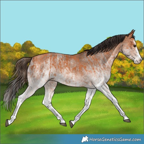 Horse Color:White Spotted Bay Splash and White Spotted Amber Champagne Splash