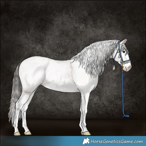Horse Color:White Spotted Bay 