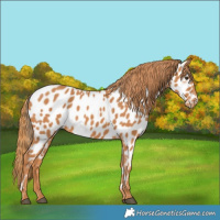 Horse Color:Chestnut Appaloosa
