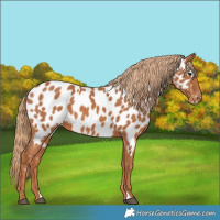 Horse Color:Chestnut Appaloosa 
