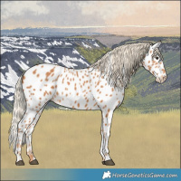 Horse Color:Chestnut Appaloosa 
