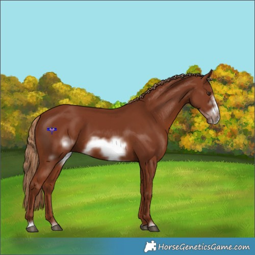 Horse Color:Chestnut Frame 