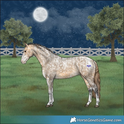 Horse Color:Powder White Buckskin Dun Appaloosa  and Powder White Buckskin Dun Appaloosa 