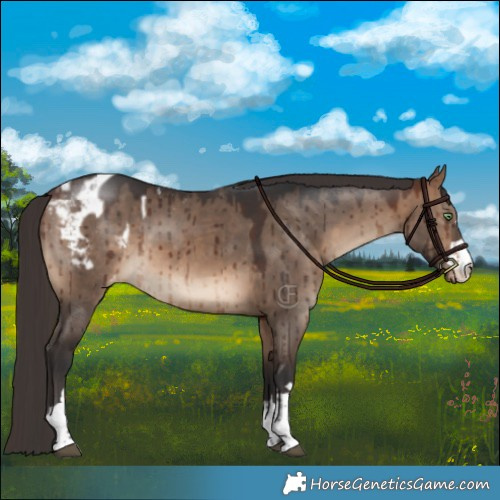 Horse Color:Brown Dun Appaloosa Brindle 